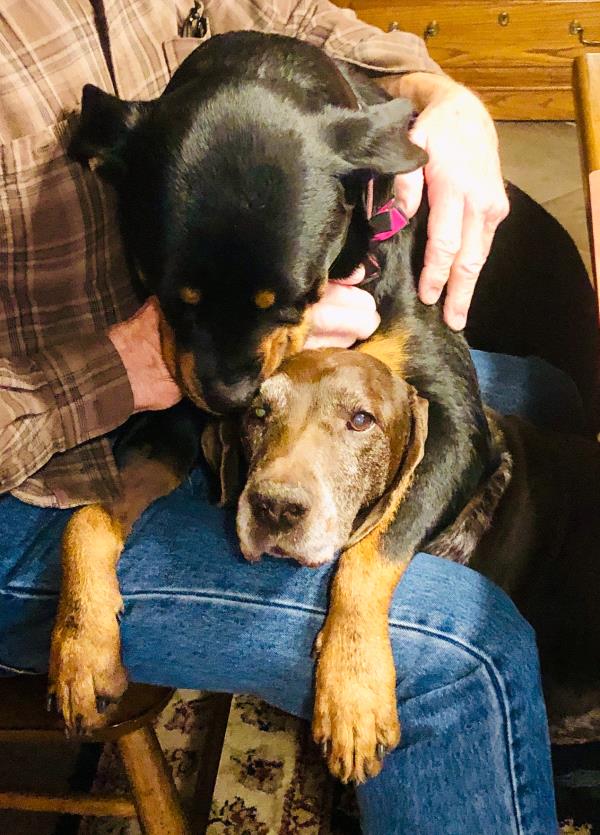 /Images/uploads/MidAmerica Rottweiler Rescue/adoptarottphotocontest/entries/10064thumb.jpg